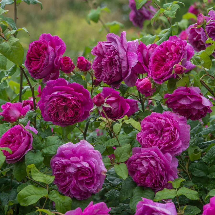 Rosa Young Lycidas - Image 4