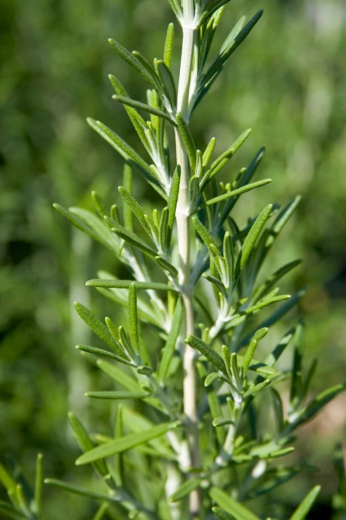 Rosemary, Barbeque - Image 2