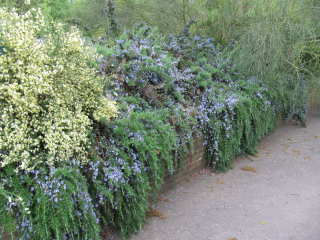 Rosmarinus officinalis Caprii  2 Ltr pot - Image 2