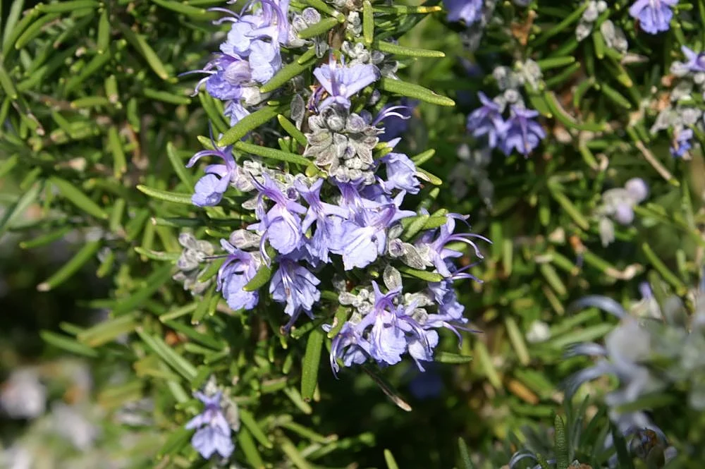 Rosmarinus officinalis Caprii  2 Ltr pot - Image 3