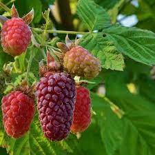 Rubus Tayberry 3 canes