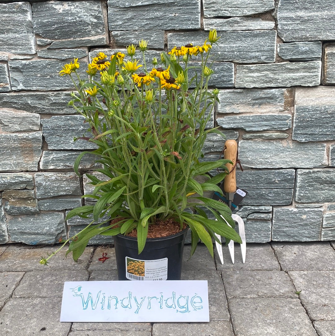 RUDBECKIA American Gold Rush - Image 2
