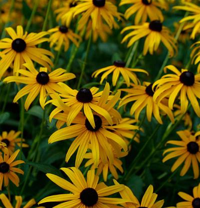Rudbeckia ful. Goldstrum