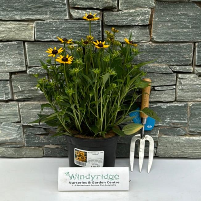 RUDBECKIA fulg. Little Goldstar - Image 2