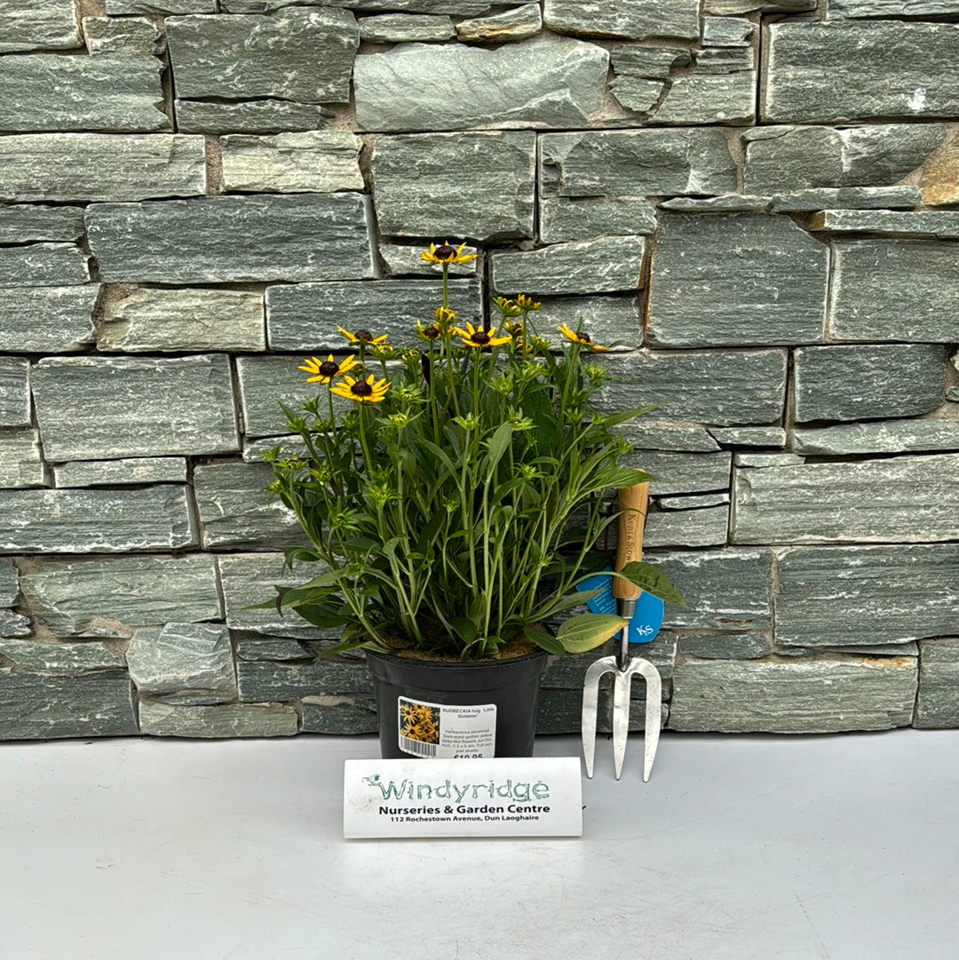 RUDBECKIA fulg. Little Goldstar - Image 3