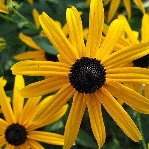 RUDBECKIA fulg. Little Goldstar - Image 4