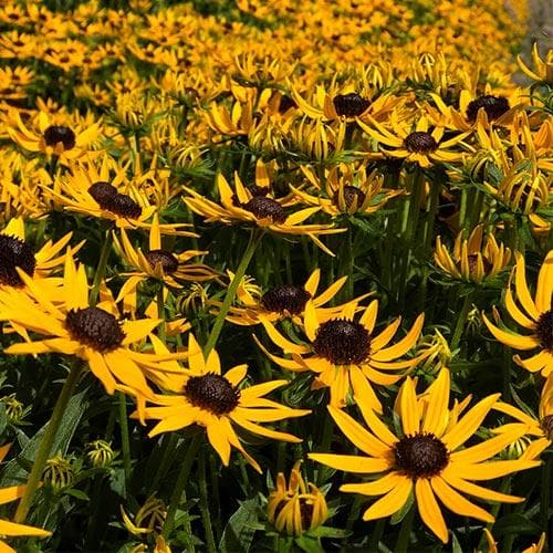 RUDBECKIA fulg. Little Goldstar - Image 5