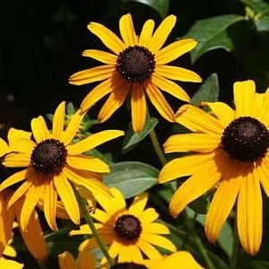 RUDBECKIA Goldsturm