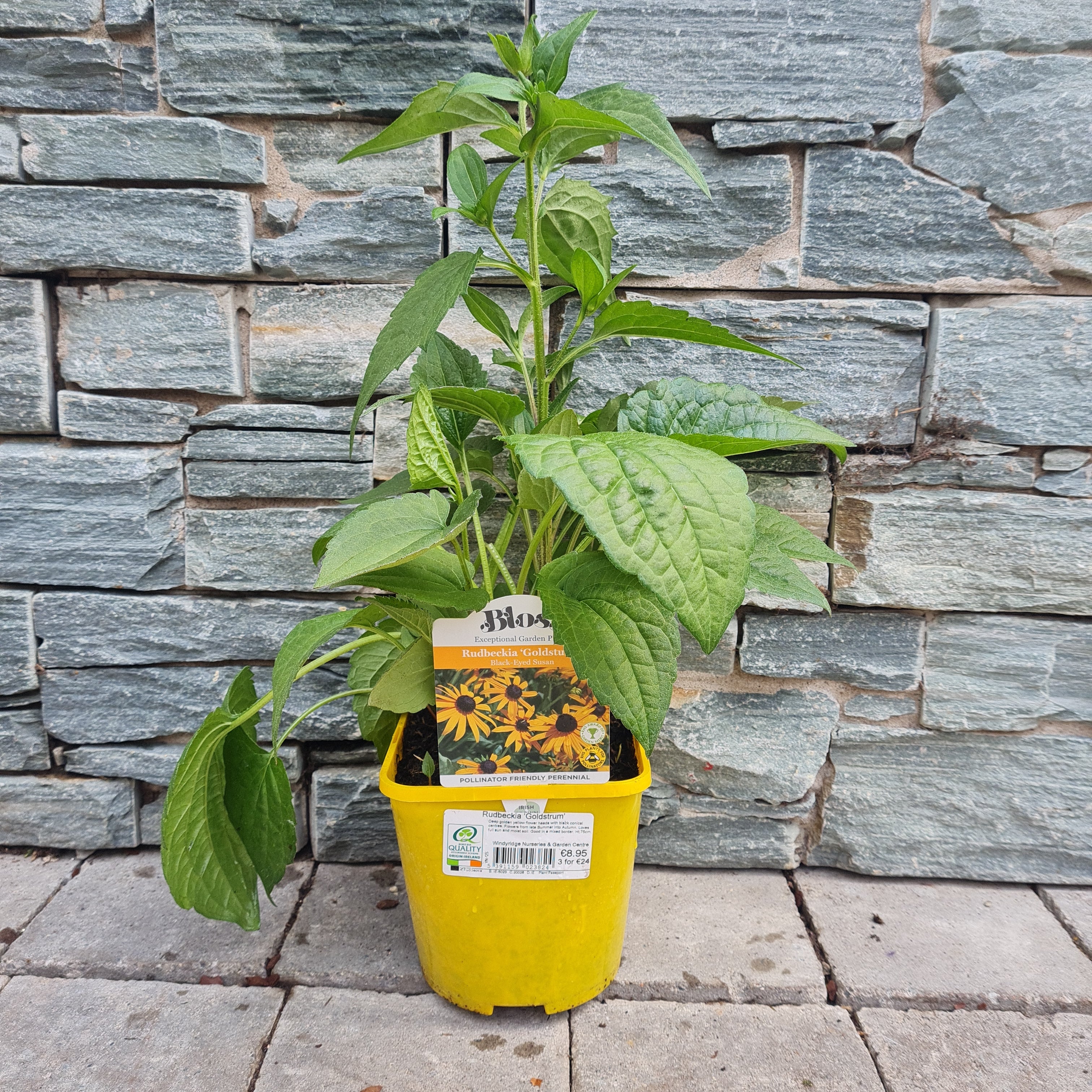 Rudbeckia Goldsturm - Image 3