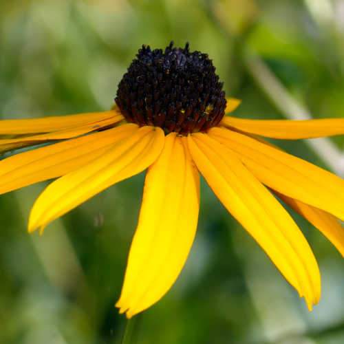 Rudbeckia Goldsturm - Image 4