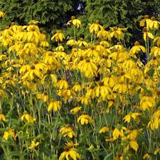 Rudbeckia 'Herbstsonne' - Image 2