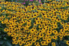 Rudbeckia Little Gold Star - Image 3