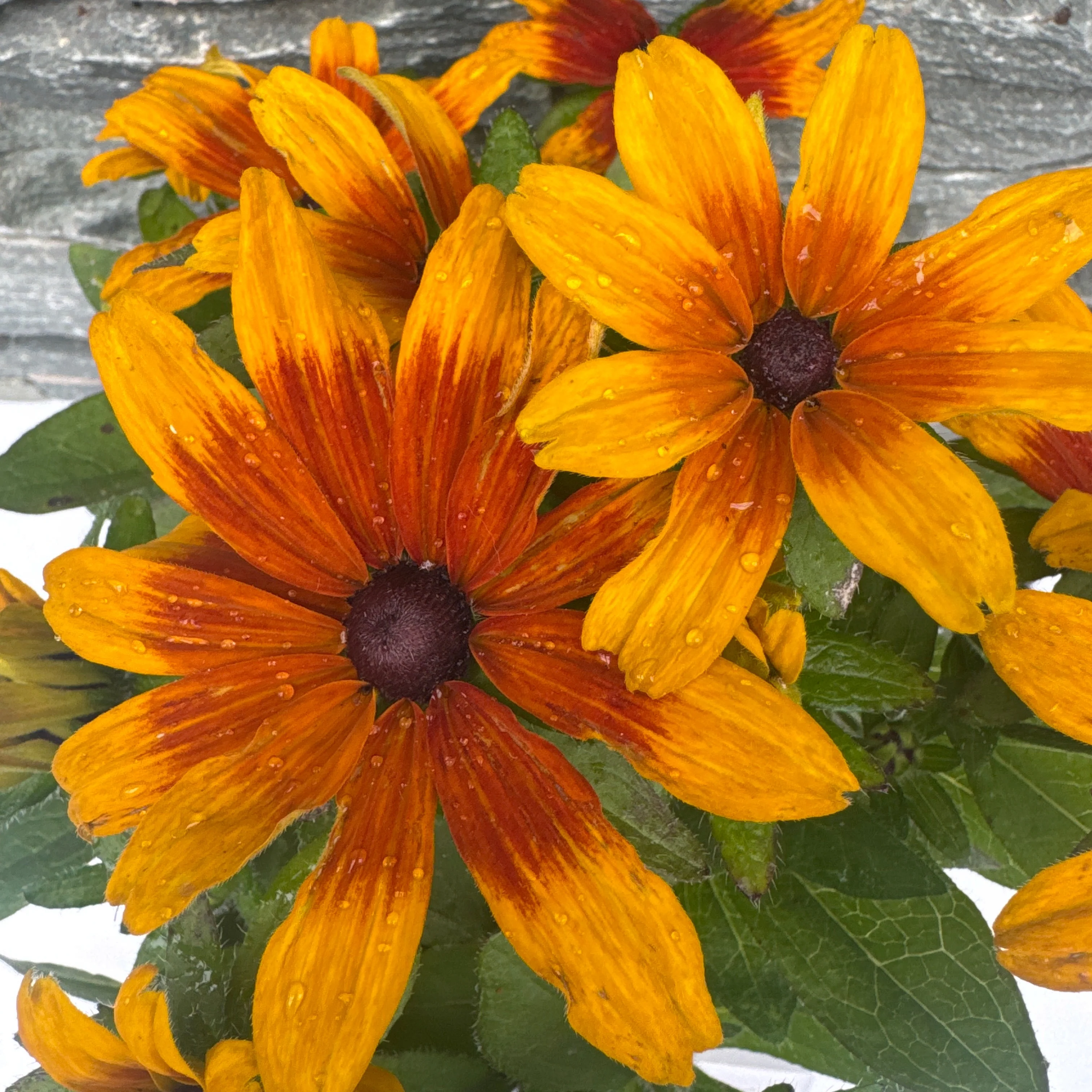 RUDBECKIA MiniBeckia Flame - Image 2