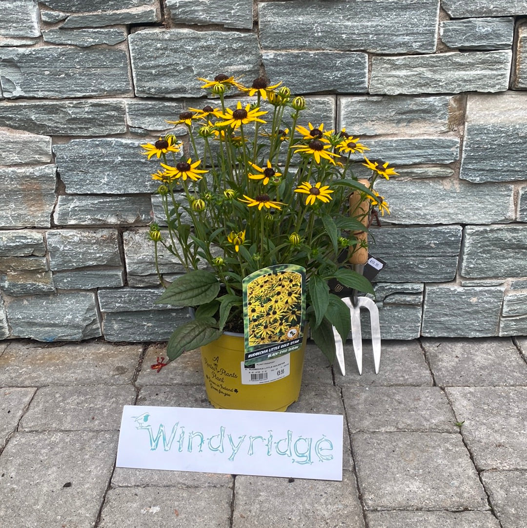 RUDBECKIA SULL. LITTLE GOLDSTAR - Image 4