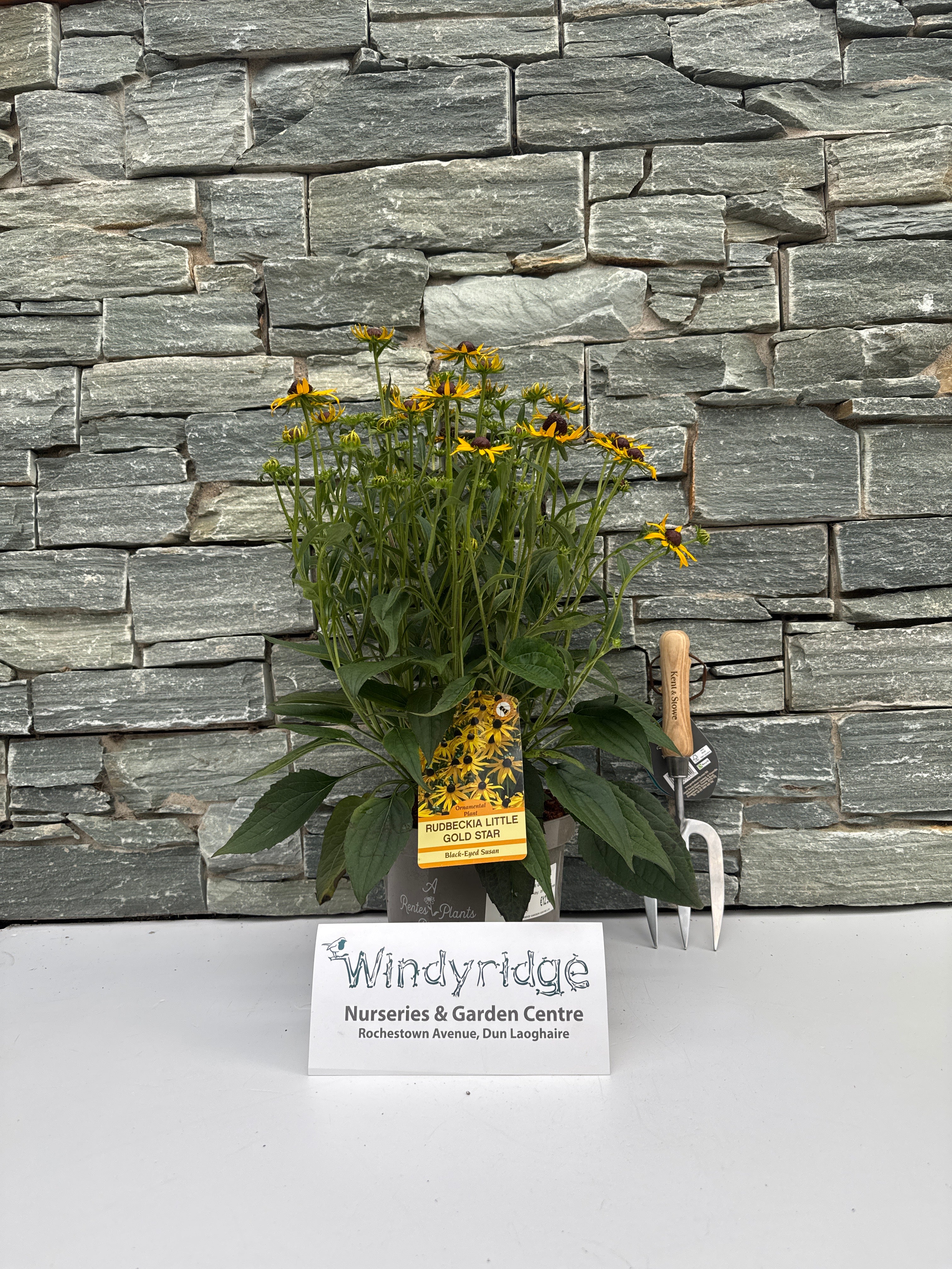RUDBECKIA SULL. LITTLE GOLDSTAR - Image 7