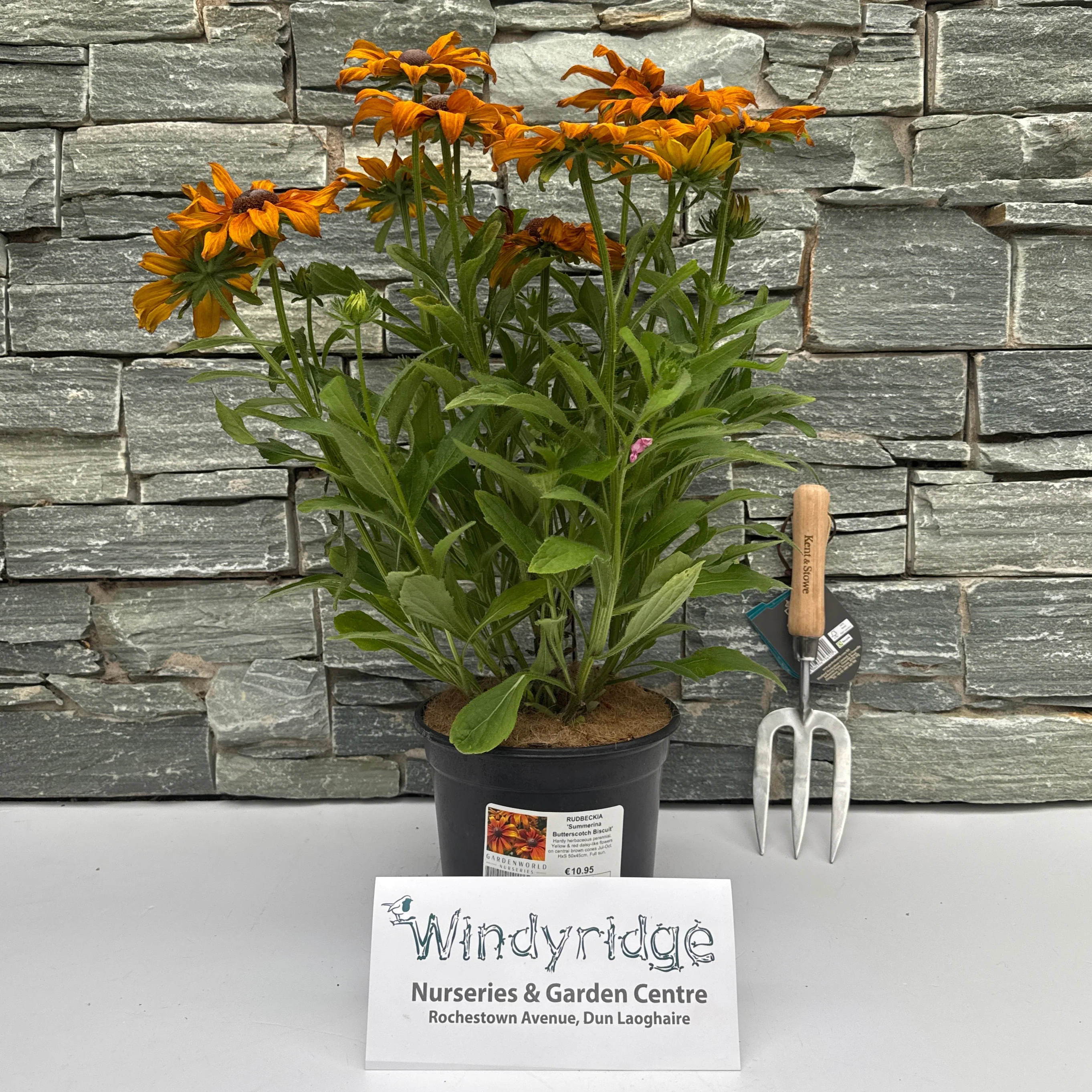 RUDBECKIA Summerina Butterscotch Biscuit - Image 2