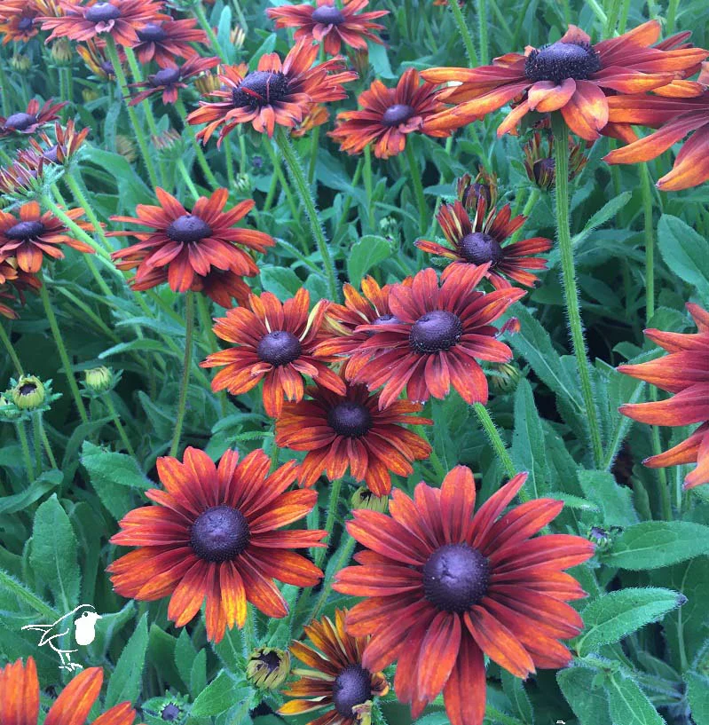 Rudbeckia Summerina Orange - Image 3