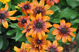 Rudbeckia Summerina Sunset