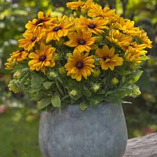 Rudbeckia Sunbeckia Carolina - Image 2