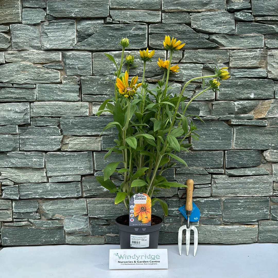 RUDBECKIA Sunbeckia Victoria