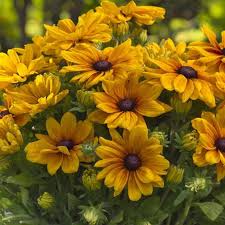 RUDBECKIA Sunbeckia Victoria - Image 2
