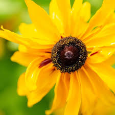 RUDBECKIA Sunbeckia Victoria - Image 3