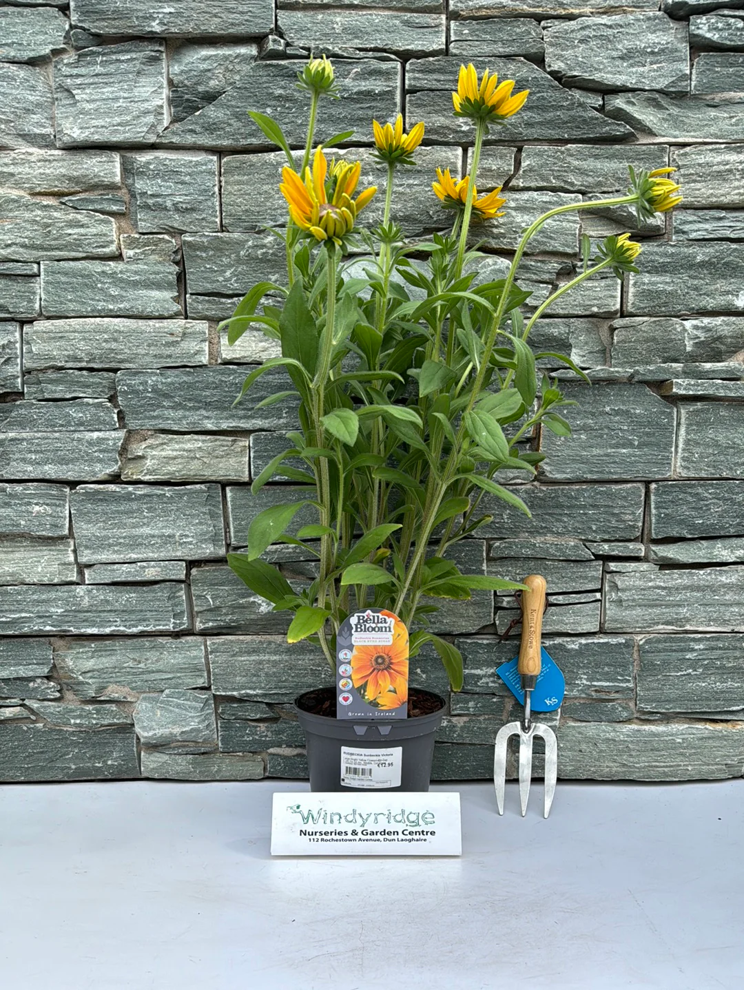 RUDBECKIA Sunbeckia Victoria - Image 4