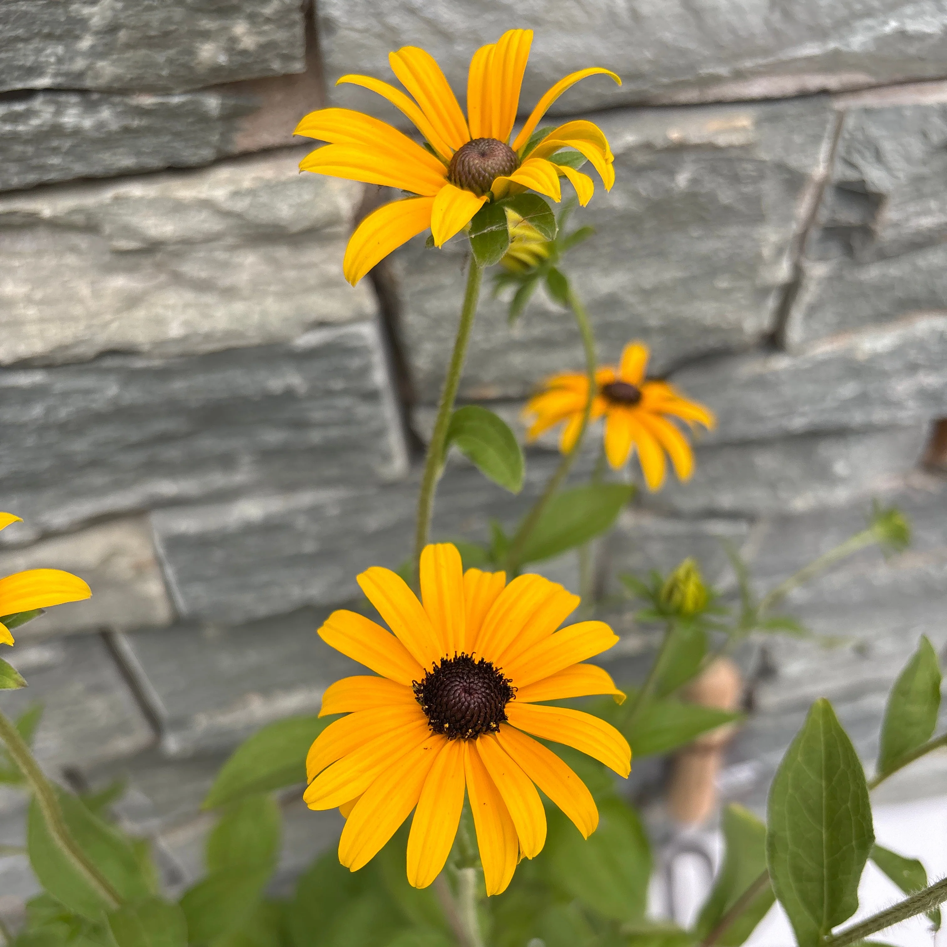 RUDBECKIA var Deamii - Image 2