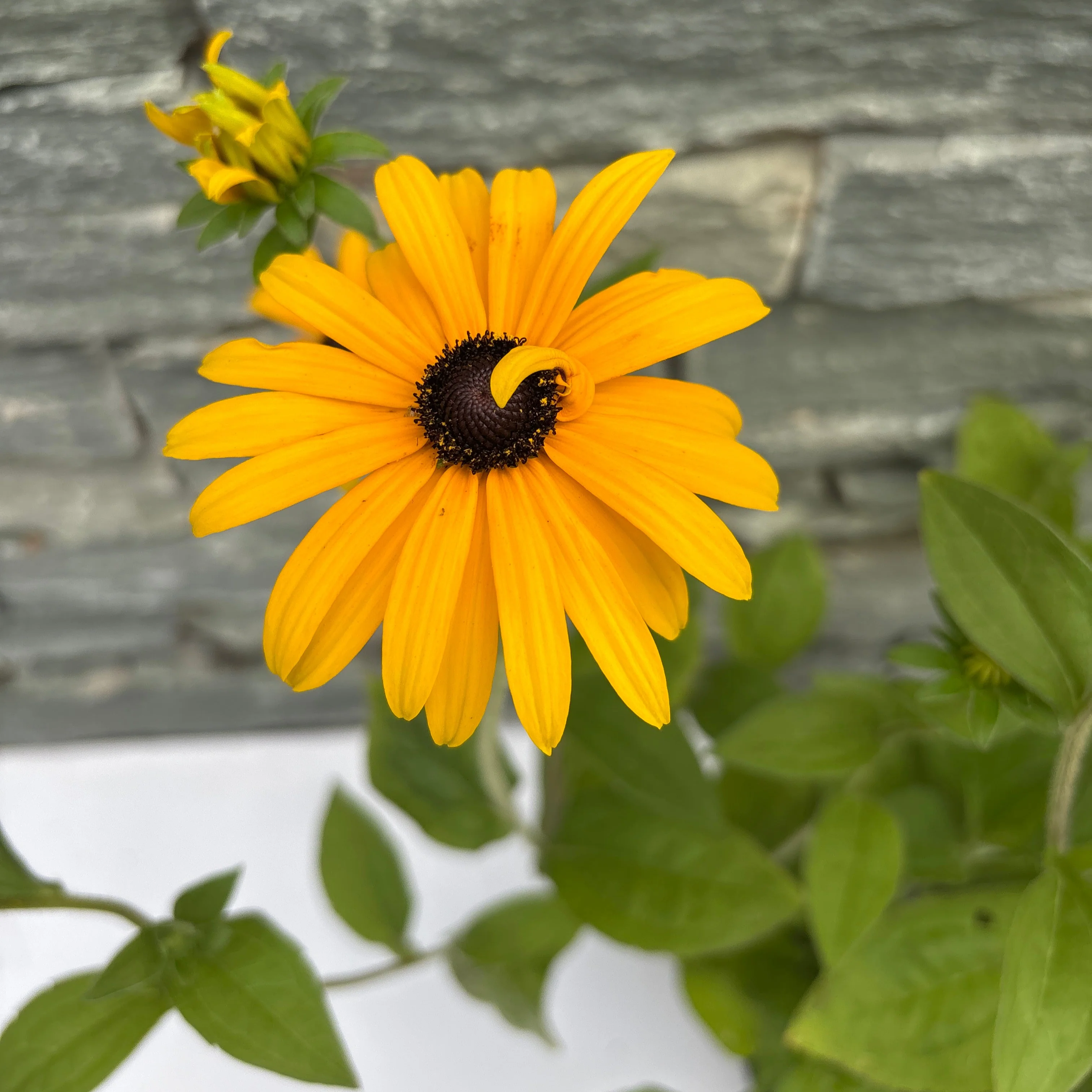 RUDBECKIA var Deamii - Image 3