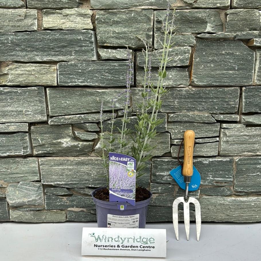 Russian Sage (Perovskia Little Spire) - Image 2