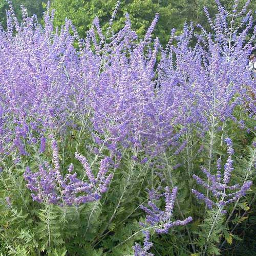 Russian Sage (Perovskia Little Spire) - Image 3
