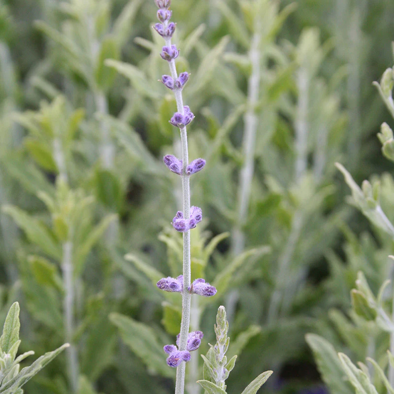 Russian Sage (Perovskia Little Spire) - Image 6
