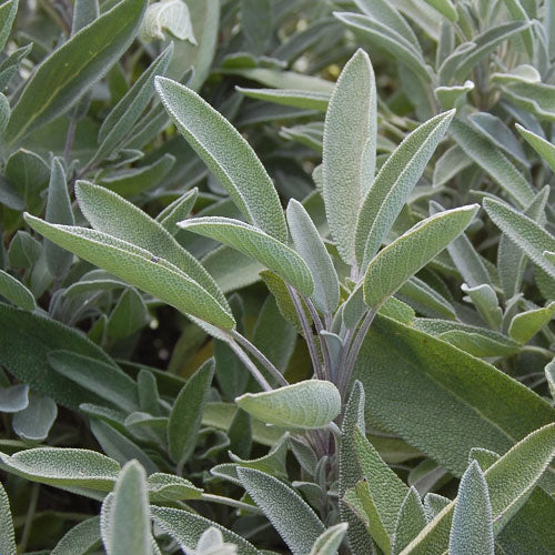 Sage - Image 2