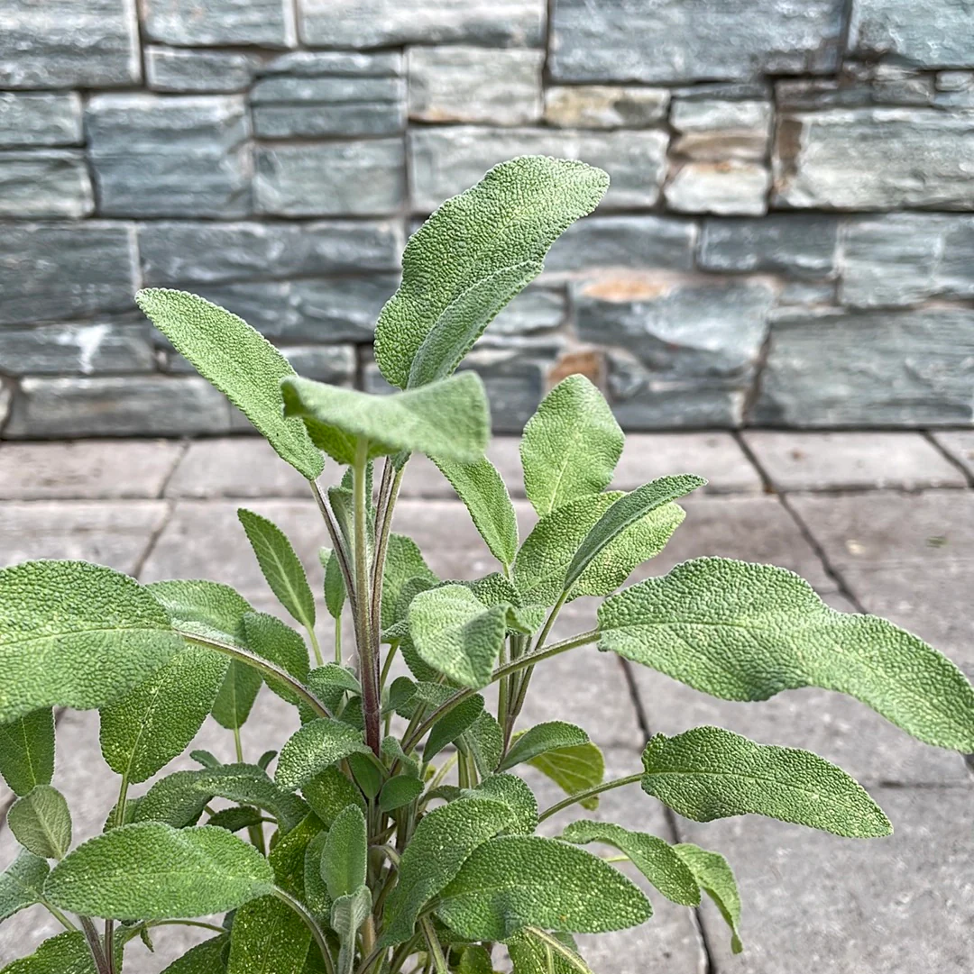 Sage - Image 4