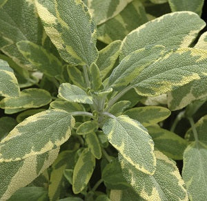 Sage golden
