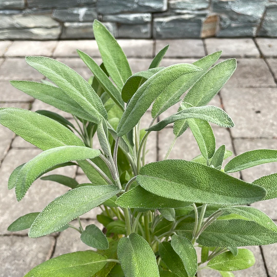 Sage Green - Image 2