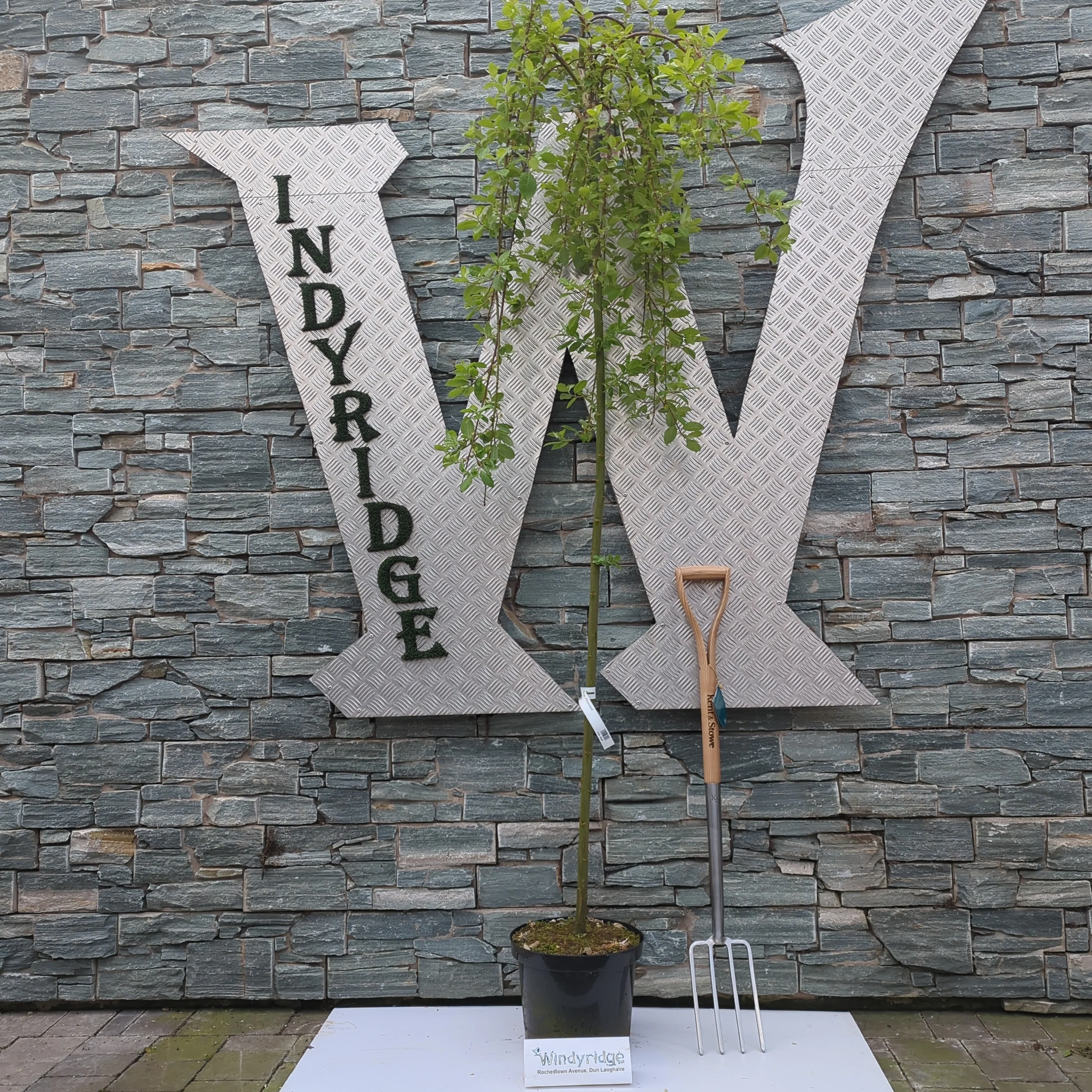 Salix capr. Kilmarnock - Image 2