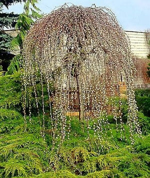 Salix caprea Kilmarnock