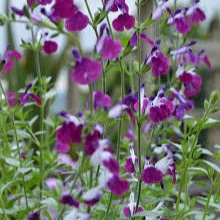 SALVIA AMETHYST LIPS