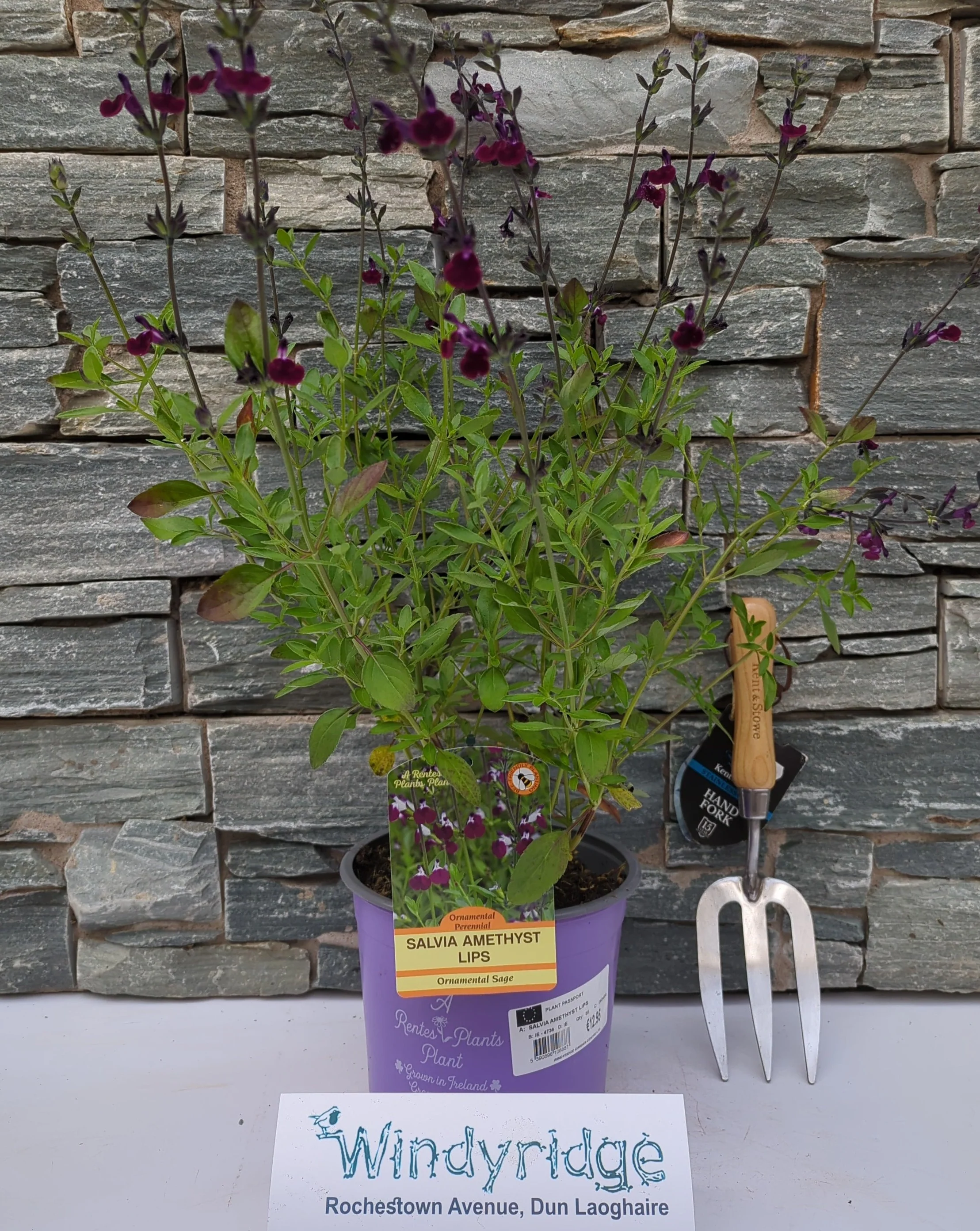 SALVIA AMETHYST LIPS - Image 2