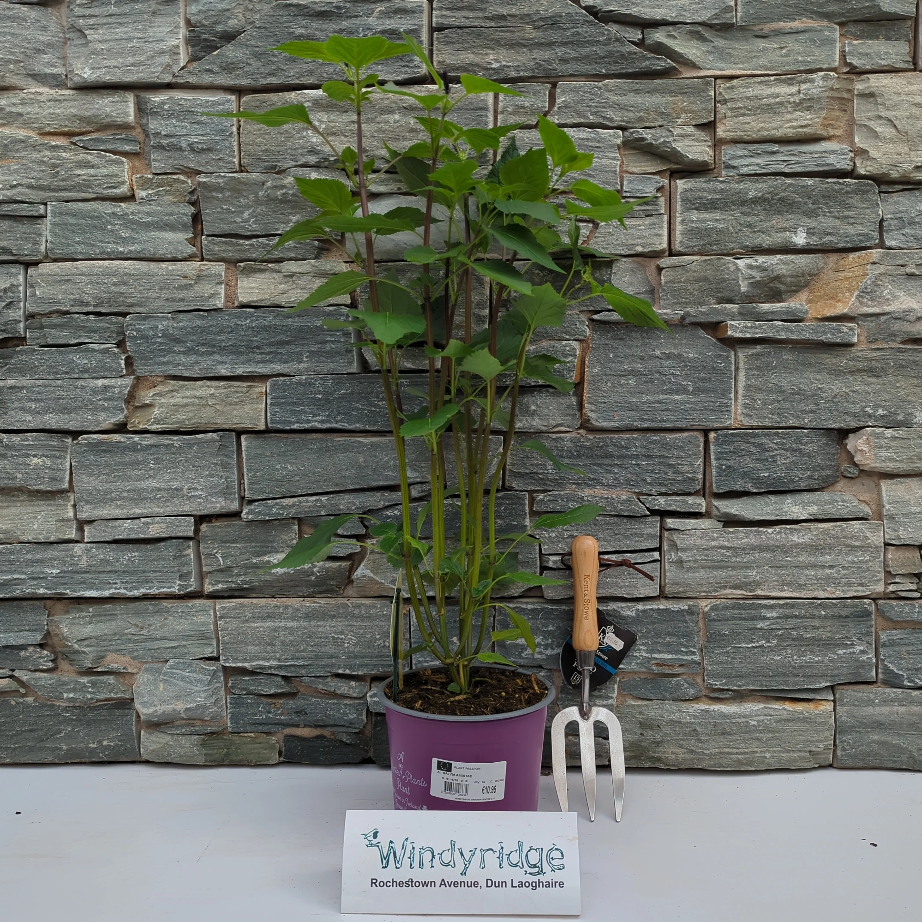 SALVIA Amistad - Image 2