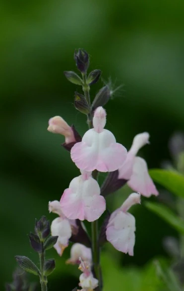 Salvia Anduus