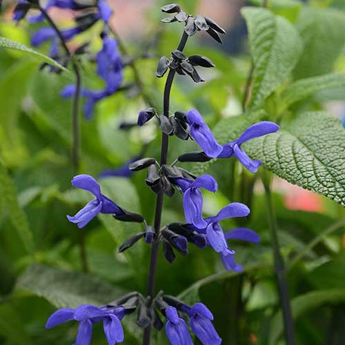 Salvia Black And Bloom (Salvia guaranitica) - Image 3