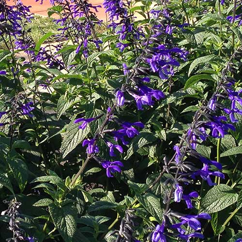 Salvia Black And Bloom (Salvia guaranitica) - Image 4