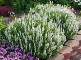 Salvia Bumble Snow