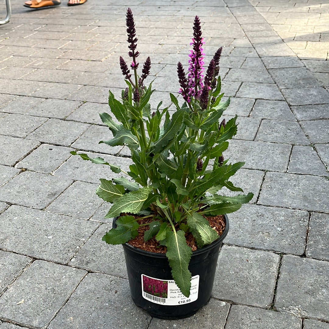 SALVIA BumbleBerry - Image 2