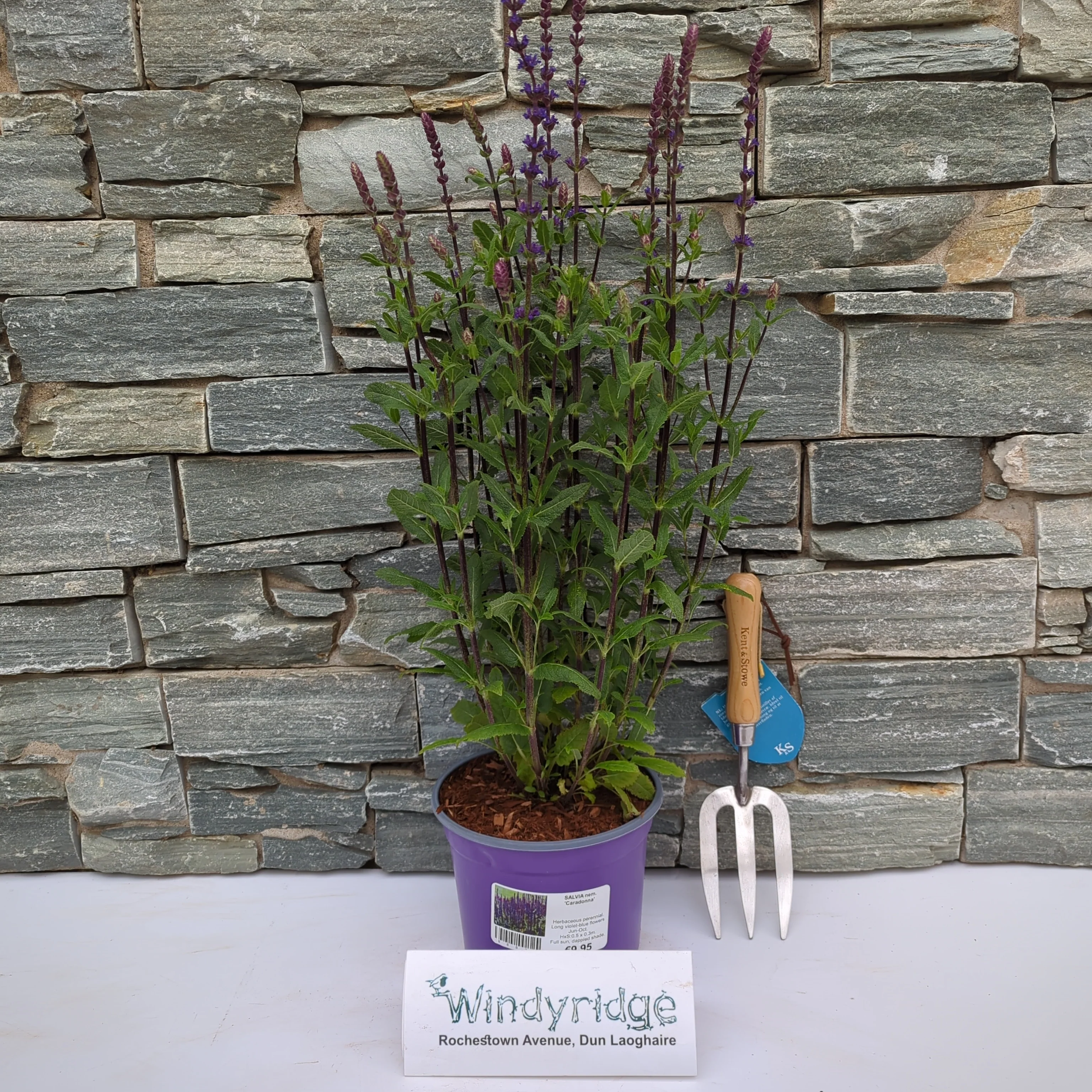 Salvia CARODONNA - Image 2