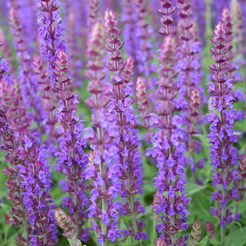SALVIA East Friesland