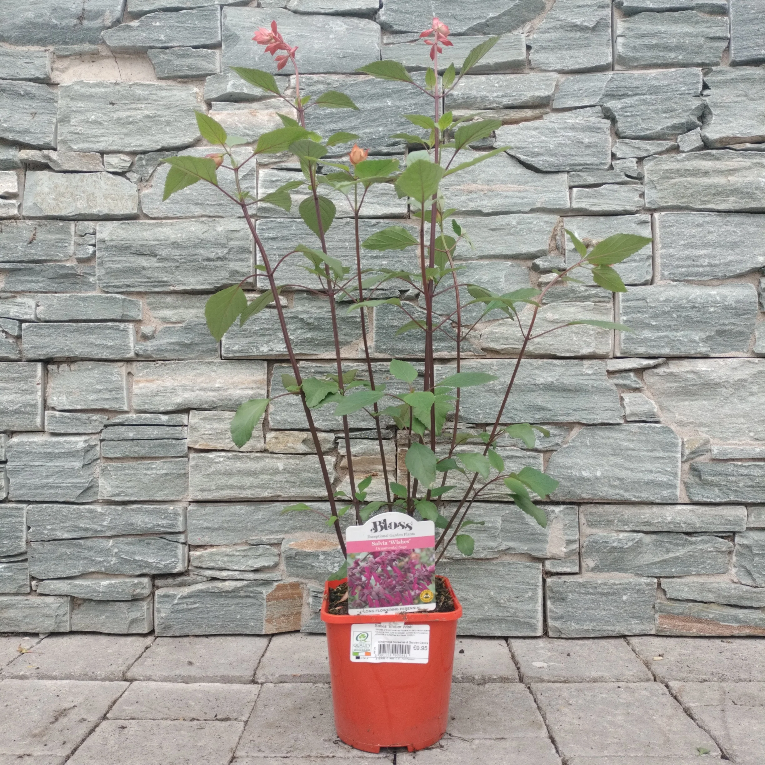 Salvia Ember Wish - Image 2