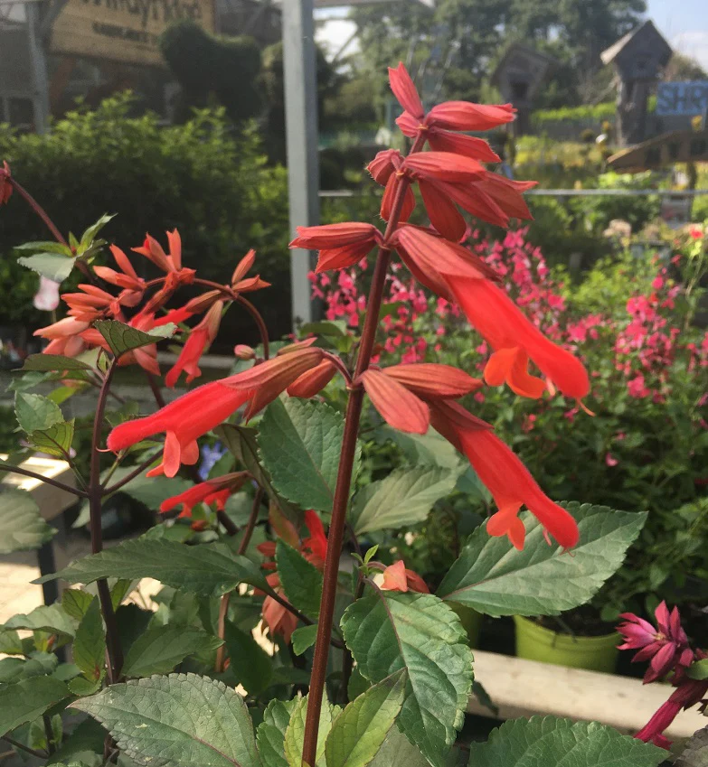 Salvia Embers Wish
